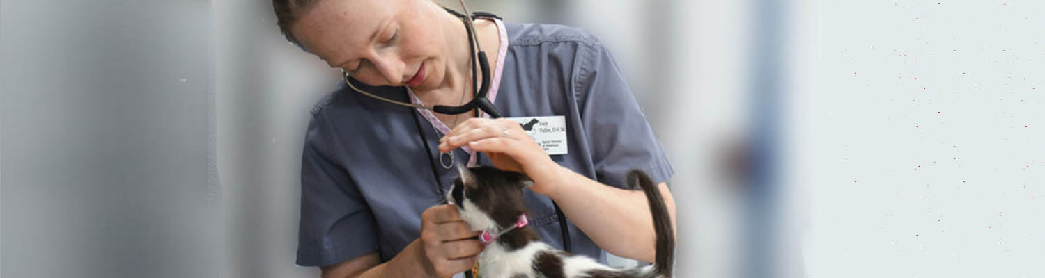 dog c section and spay